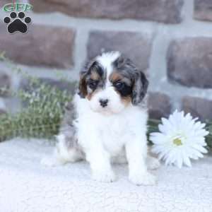 Angel, Cavapoo Puppy